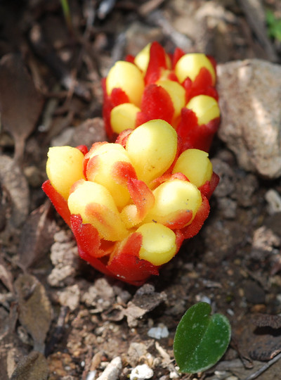 Cytinus hypocistis ssp. clusii