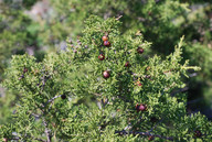 Juniperus turbinata