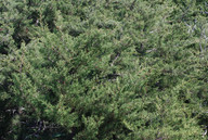 Juniperus turbinata