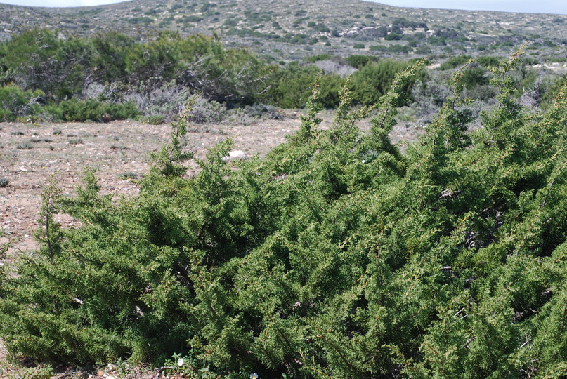 Juniperus turbinata