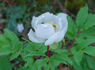 Paeonia clusii ssp. rhodia