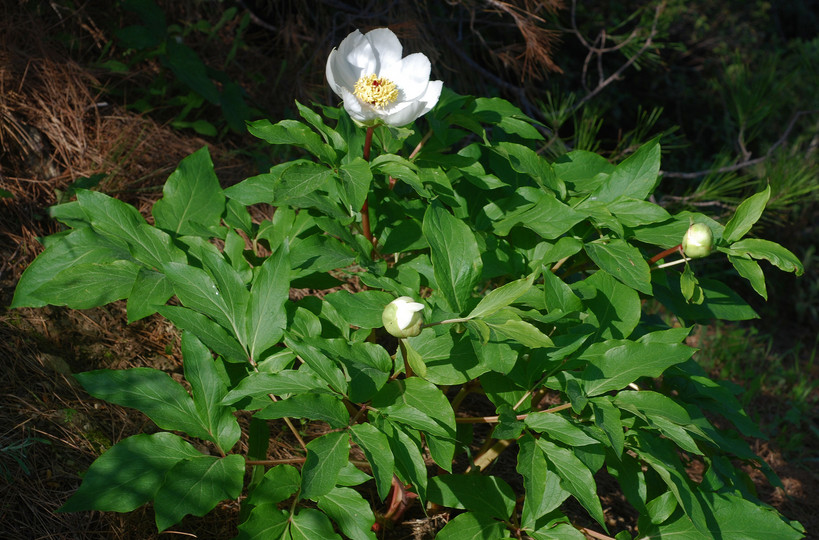 Paeonia clusii ssp. rhodia