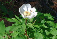 Paeonia clusii ssp. rhodia