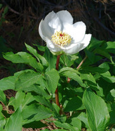 Paeonia clusii ssp. rhodia