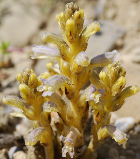 Orobanche sp.