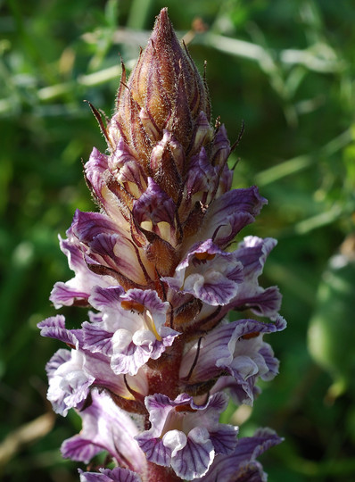 Orobanche crenata