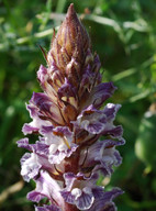 Orobanche crenata