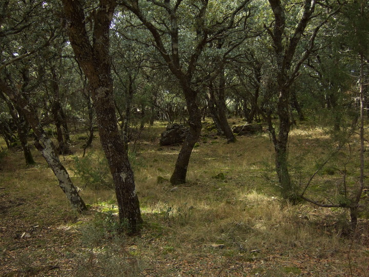 Quercus ilex