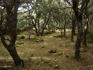 Quercus ilex