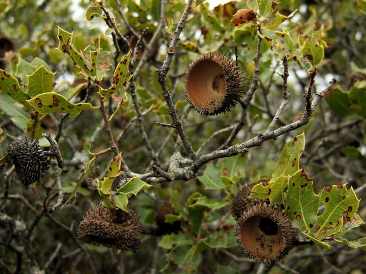 Quercus coccifera