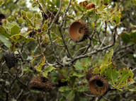 Quercus coccifera