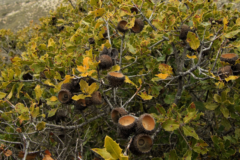 Quercus coccifera