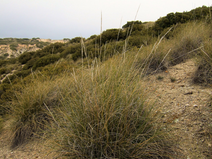 Stipa tenacissima