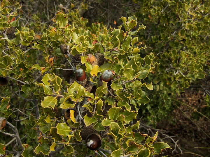 Quercus coccifera