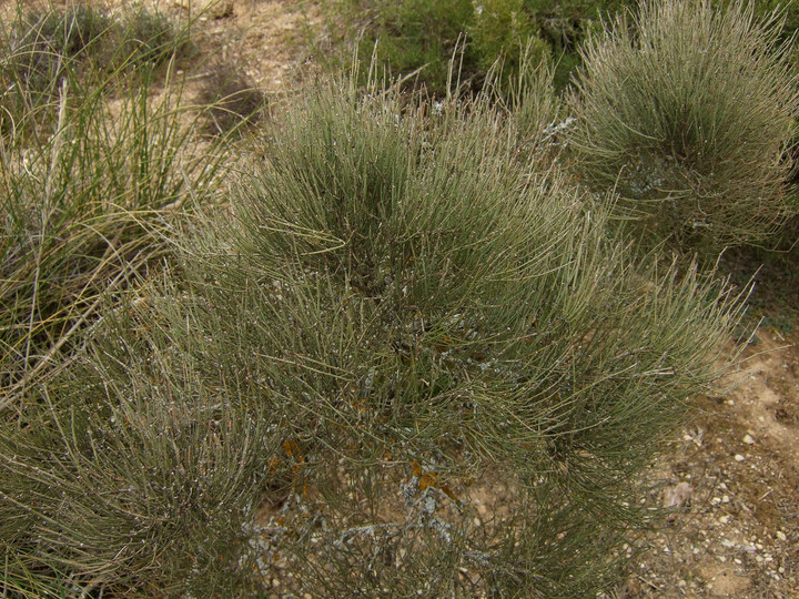 Ephedra scoparius