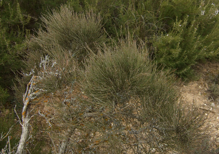 Ephedra scoparius