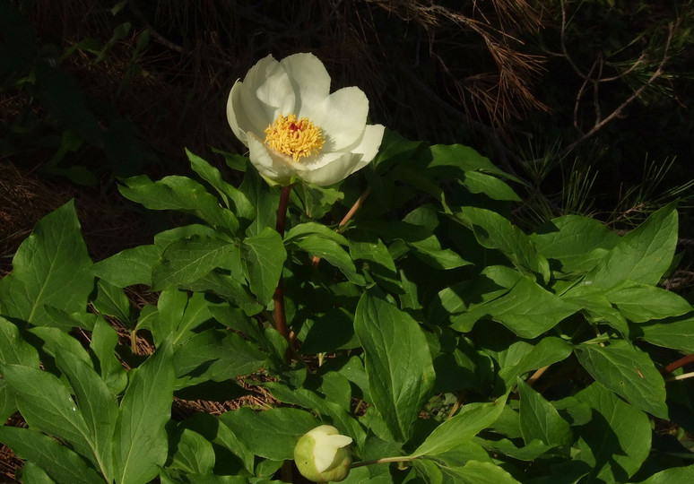 Paeonia clusii ssp. rhodia