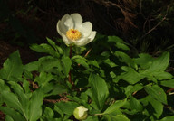 Paeonia clusii ssp. rhodia