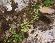 Saxifraga hederacea