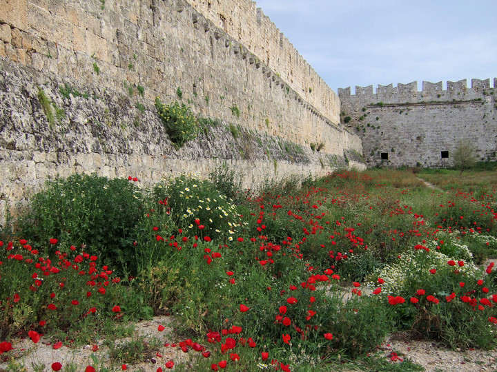 Papaver rhoeas