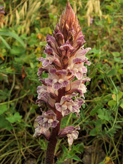 Orobanche crenata