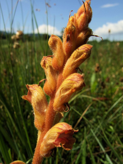 Orobanche gracilis