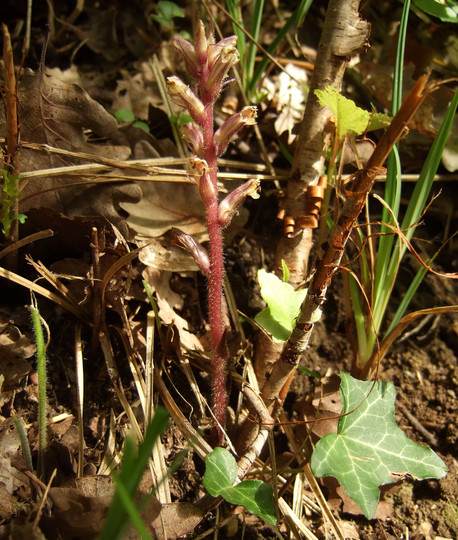 Orobanche hederae