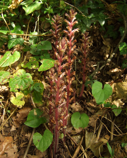 Orobanche hederae