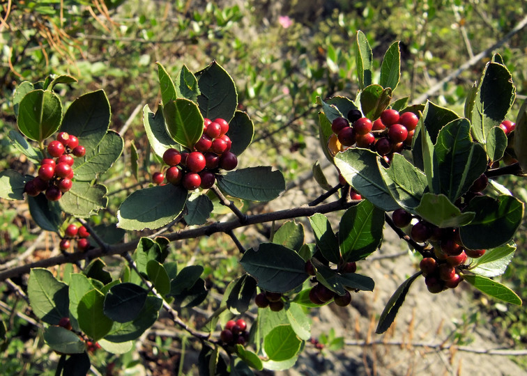 Rhamnus alaternus