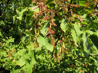 Fraxinus ornus