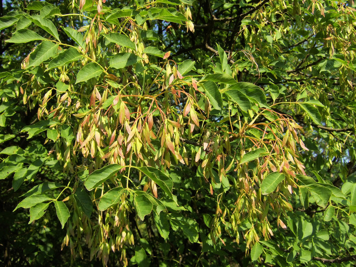 Fraxinus ornus