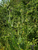 Dipsacus fullonum