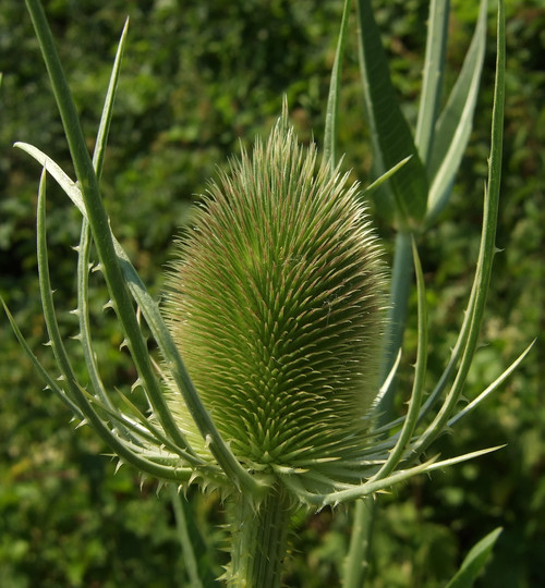 Dipsacus fullonum