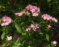 Centaurium erythraea