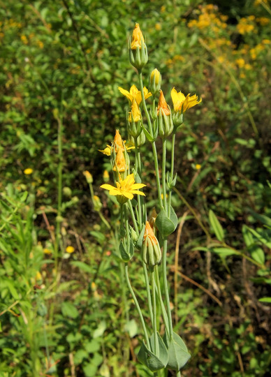 Blackstonia perfoliata