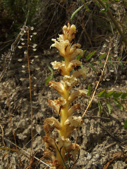 Orobanche laserpiti-sileris