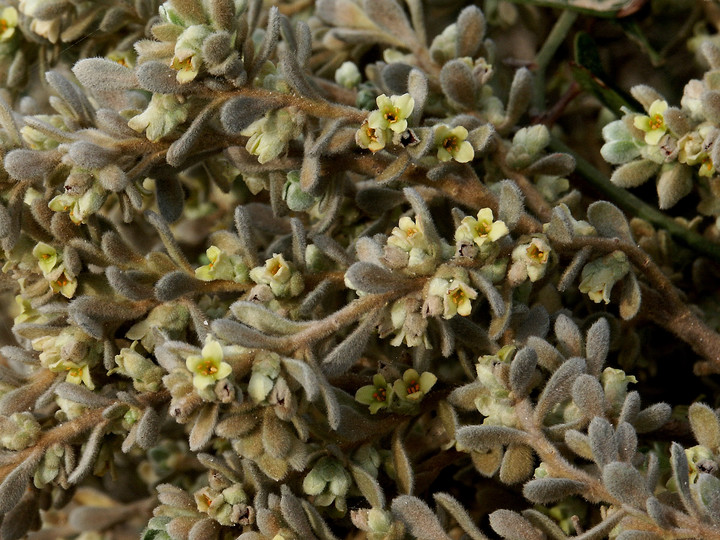 Thymelaea myrtifolia
