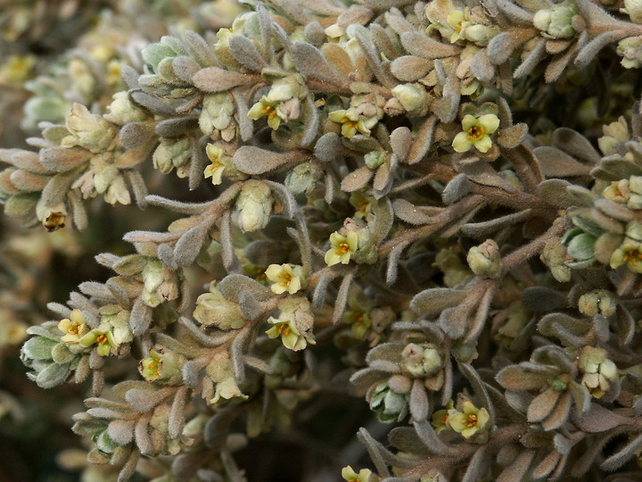 Thymelaea myrtifolia