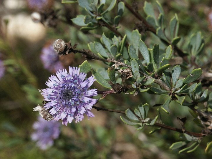 Globularia alypum