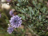 Globularia alypum