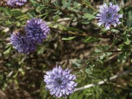 Globularia alypum