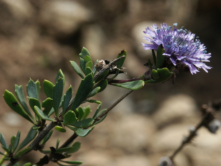 Globularia alypum