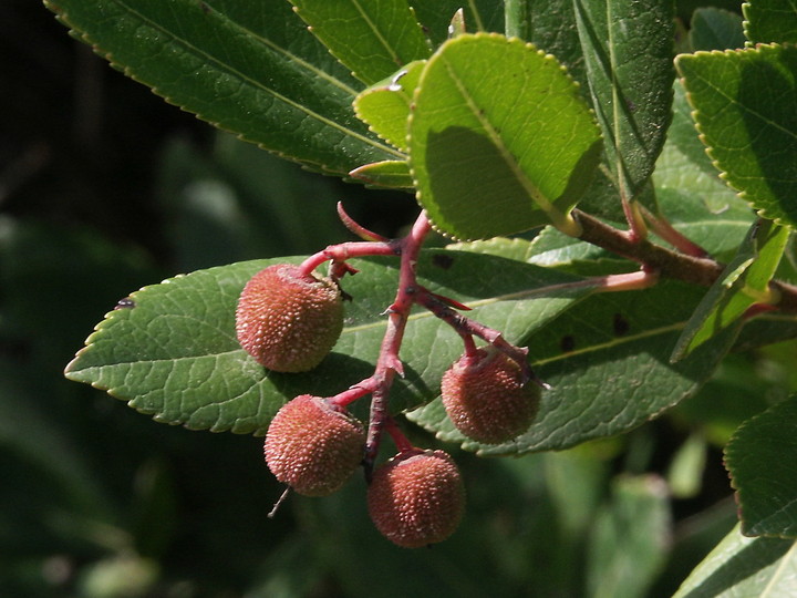 Arbutus unedo