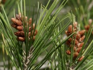 Pinus halepensis