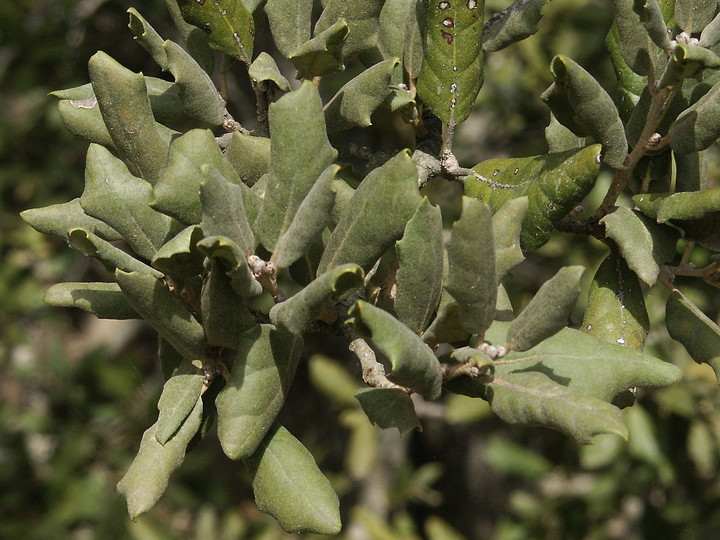 Quercus ilex