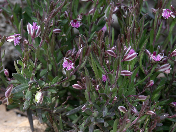 Polygala rupestris