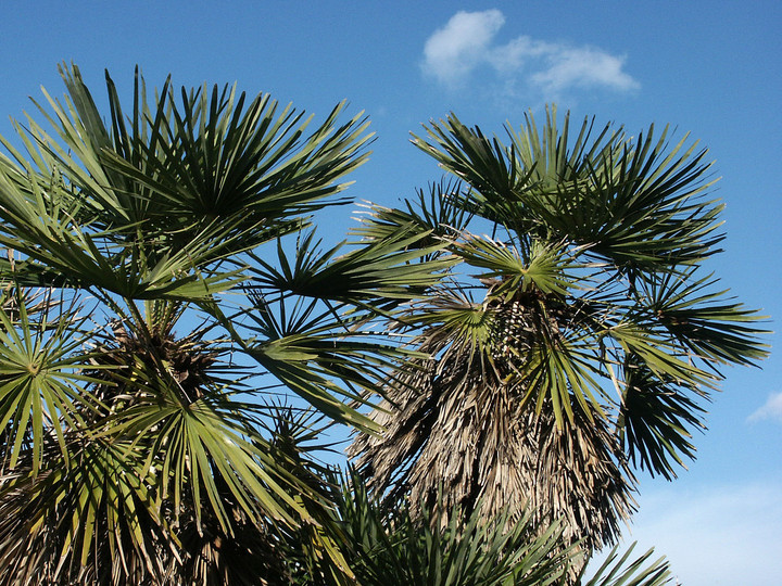 Chamaerops humilis