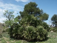 Chamaerops humilis