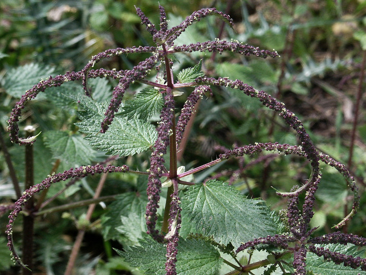 Urtica dubia