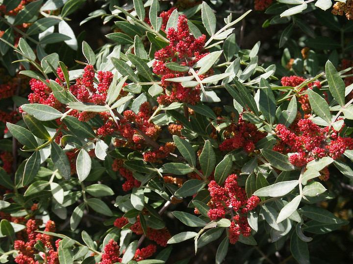 Pistacia lentiscus